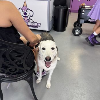 Bark 'N Berry - Pet Stores Near Me - Tucson, Arizona Bark 'N Berry - Pet Stores Near Me - Tucson, Arizona