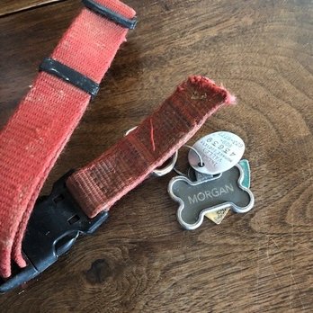 Silver Rose Ranch - The collar?? - Pet Sitting Near Me - Chino Hills, California Silver Rose Ranch - The collar?? - Pet Sitting Near Me - Chino Hills, California