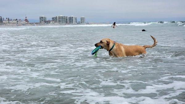 Coronado Dog Beach by null