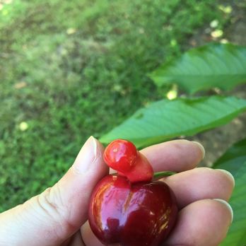 Chavez U-Pick Cherries - Cherry was happy to see me! - Pick Your Own Farms Near Me - Brentwood, California Chavez U-Pick Cherries - Cherry was happy to see me! - Pick Your Own Farms Near Me - Brentwood, California