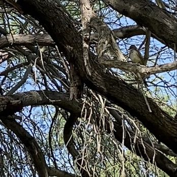 Northsight Park - This female vermillion was on the move. - Parks Near Me - Scottsdale, Arizona