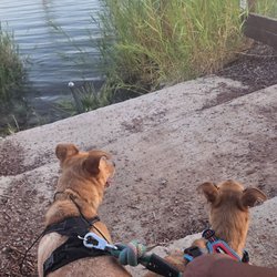 They loved the walks as much as I did!