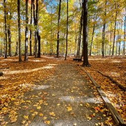 Autumn in the park