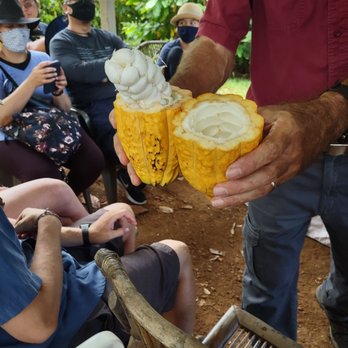 21 Degrees Estate - Fresh cut cacao. It reminds me of a rattlesnake tail but puffy like a marshmallow - Tours Near Me - Kaneohe, Hawaii 21 Degrees Estate - Fresh cut cacao. It reminds me of a rattlesnake tail but puffy like a marshmallow - Tours Near Me - Kaneohe, Hawaii
