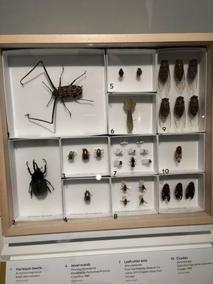 Yale Peabody Museum by null