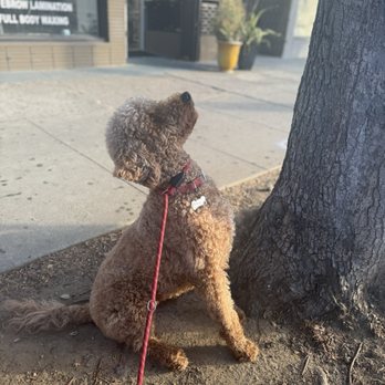 Blueys Mar Vista - Outside - Breakfast & Brunch Near Me - Los Angeles, California