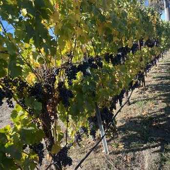 Windsor Wine Tours - Grapes - Wine Tours Near Me