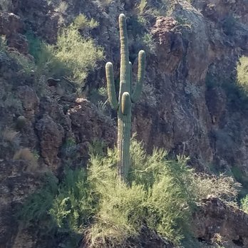 Desert Belle Cruises - Saguaro growing on cliff face - Tours Near Me - Mesa, Arizona Desert Belle Cruises - Saguaro growing on cliff face - Tours Near Me - Mesa, Arizona