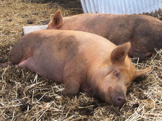 Hackney City Farm by null