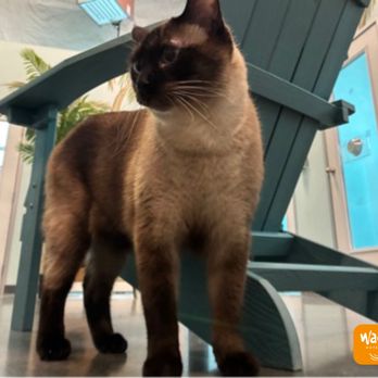Wag Hotels - Denver - Pet Boarding Near Me - Denver, Colorado Wag Hotels - Denver - Pet Boarding Near Me - Denver, Colorado