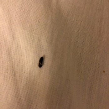 Fenwick Inn - Rodent feces between the mattress & box spring. - Hotels Near Me - Ocean City, Maryland Fenwick Inn - Rodent feces between the mattress & box spring. - Hotels Near Me - Ocean City, Maryland