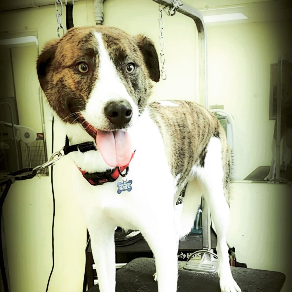 HANDCRAFTED CANINE Updated June 2024 30 W Hancock St, Lansdale