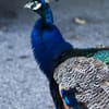 Wildlife Conservation Society gift card