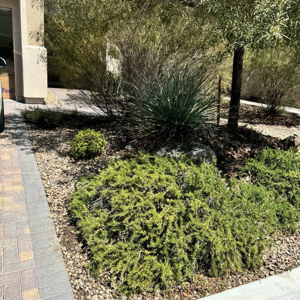 Dcancio Landscape - After services - Landscape Architects or Designers Near Me - Manor, Texas