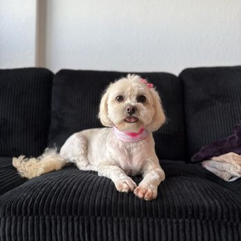 Miami's Pet Grooming - Pet Groomers Near Me - Miami, Florida Miami's Pet Grooming - Pet Groomers Near Me - Miami, Florida