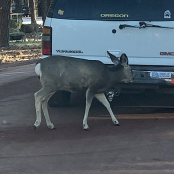 Bearizona - Deer following behind truck in front of us - Zoos Near Me - Williams, Arizona