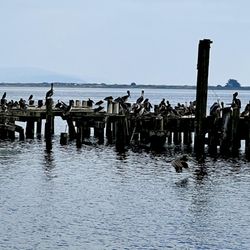 Porto Bodega Marina - Lots of wild life!