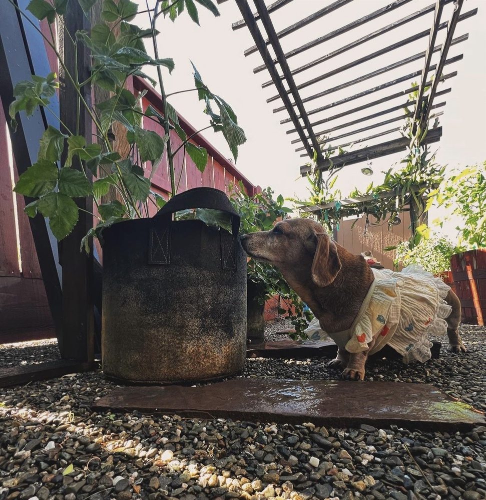 FAMILY PET MORTUARY Updated October 2024 31 Reviews 220 N 1st St