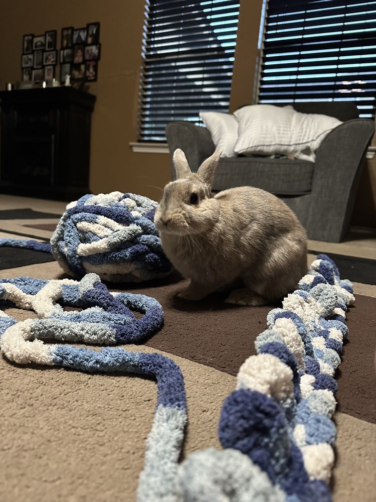 COVENANT CARE ANIMAL HOSPITAL Updated September 2024 49 Photos