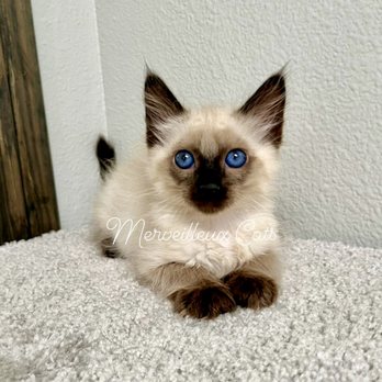 Merveilleux Cats - Pet Breeders Near Me Merveilleux Cats - Pet Breeders Near Me