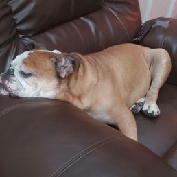 Hankster Hank