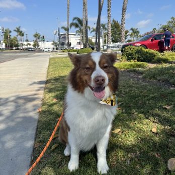Dash Pet Pawlor - Fresh cut - Pet Groomers Near Me - Costa Mesa, California Dash Pet Pawlor - Fresh cut - Pet Groomers Near Me - Costa Mesa, California