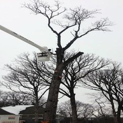 Kvale Tree Service