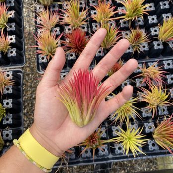 Airplant Alchemy - Home & Garden Near Me - Carpinteria, California