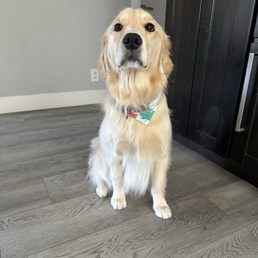 Maple after her bath