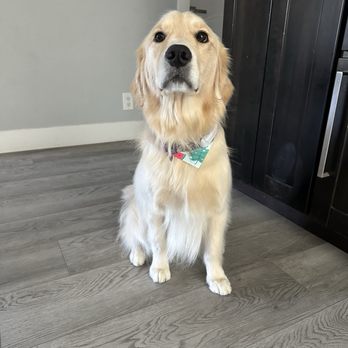 Quality Pet Spot Willow Glen - Maple after her bath - Pet Groomers Near Me - San Jose, California