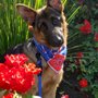 Photo of America's Fairy Dogmother