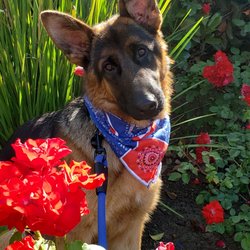 America's Fairy Dogmother