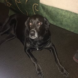 Oak Tree Inn - Lulu loves to travel!
