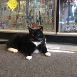 Haze Glass Creations - Buddy!