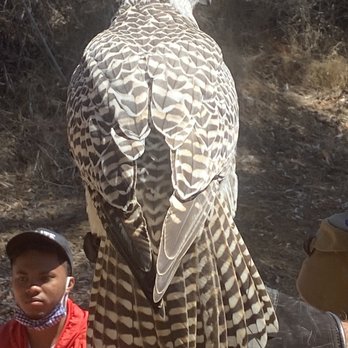Catalina Falconry Experience - Active Life Near Me - Avalon, California Catalina Falconry Experience - Active Life Near Me - Avalon, California