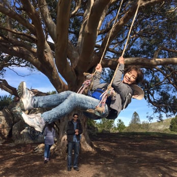 Hippie Tree - Hiking Near Me - Tiburon, California