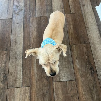 Grooming By Holly - Pet Groomers Near Me - Newark, Delaware