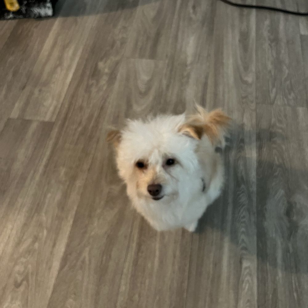 The Pet Barber- Houston - Sissy after - Pet Groomers Near Me - Houston, Texas The Pet Barber- Houston - Sissy after - Pet Groomers Near Me - Houston, Texas
