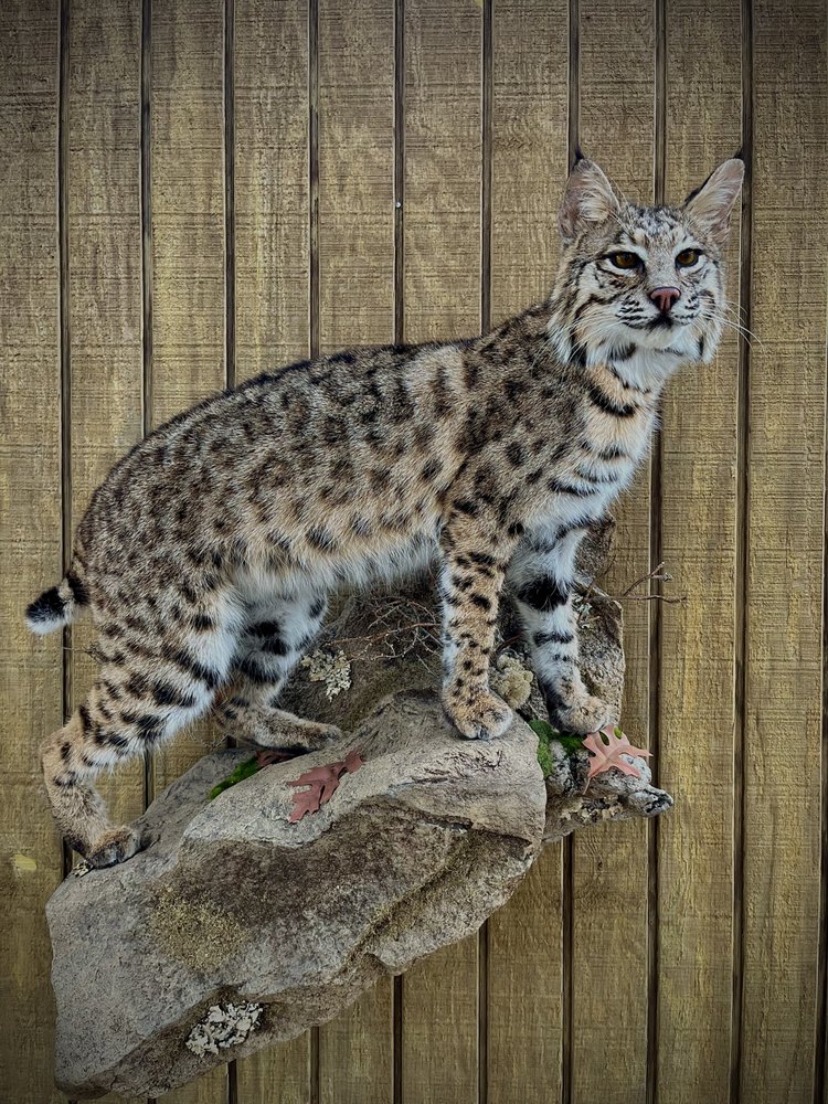 River’s Edge Taxidermy - taxidermy in Flatonia, TX