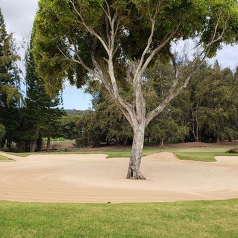 Turtle Bay Golf - Arnold Palmer course, tree in bunker - Golf Near Me - Kahuku, Hawaii Turtle Bay Golf - Arnold Palmer course, tree in bunker - Golf Near Me - Kahuku, Hawaii