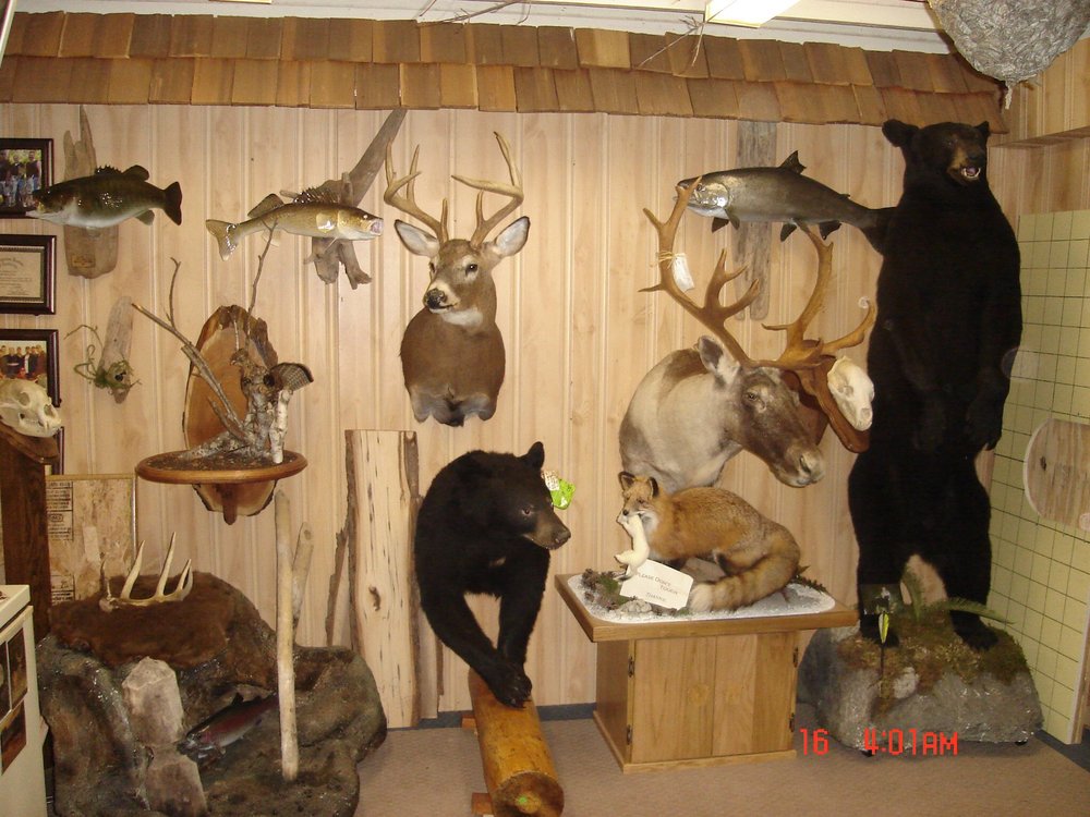 MOUNTED JUST RIGHT TAXIDERMY Updated September 2024 N171W19991