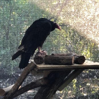 Florida Keys Wild Bird Sanctuary - Vulture - Animal Shelters Near Me - Tavernier, Florida Florida Keys Wild Bird Sanctuary - Vulture - Animal Shelters Near Me - Tavernier, Florida