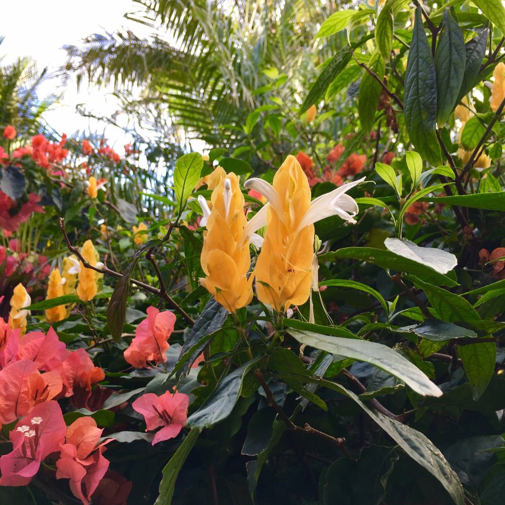 Ailani Orchards - Beautiful gardens outside house - Coffee & Tea Near Me - Hawaii, Hawaii