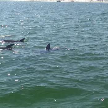 Destin Dolphin Cruise - Boat Tours Near Me - Destin, Florida