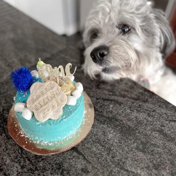 Dog Eat Cake - smells so good, he couldn't wait! - Bakeries Near Me - Boston, Massachusetts