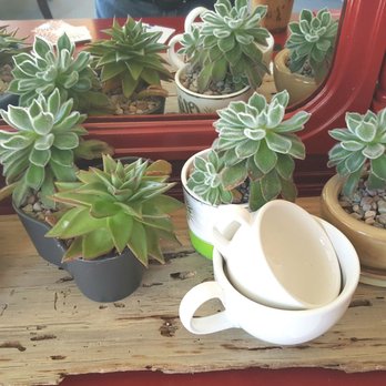 Cafe Corvo - Cool display of succulents (4/21/21) - Coffee & Tea Near Me - Bremerton, Washington Cafe Corvo - Cool display of succulents (4/21/21) - Coffee & Tea Near Me - Bremerton, Washington