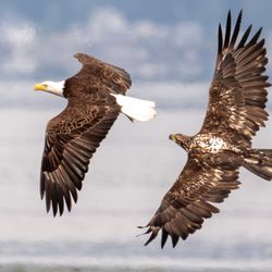 Seattle Adventure Photos - Eagles in Flight
