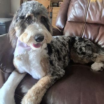 Pet Care Mobile Grooming - Pet Groomers Near Me