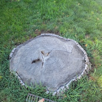 Holding Stump Removal LLC - a tree stump with a rake - Tree Services Near Me Holding Stump Removal LLC - a tree stump with a rake - Tree Services Near Me