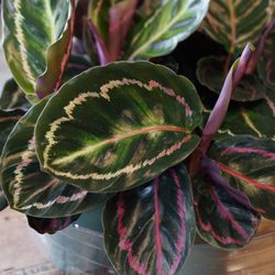 Davis Nursery - Look at the colors!